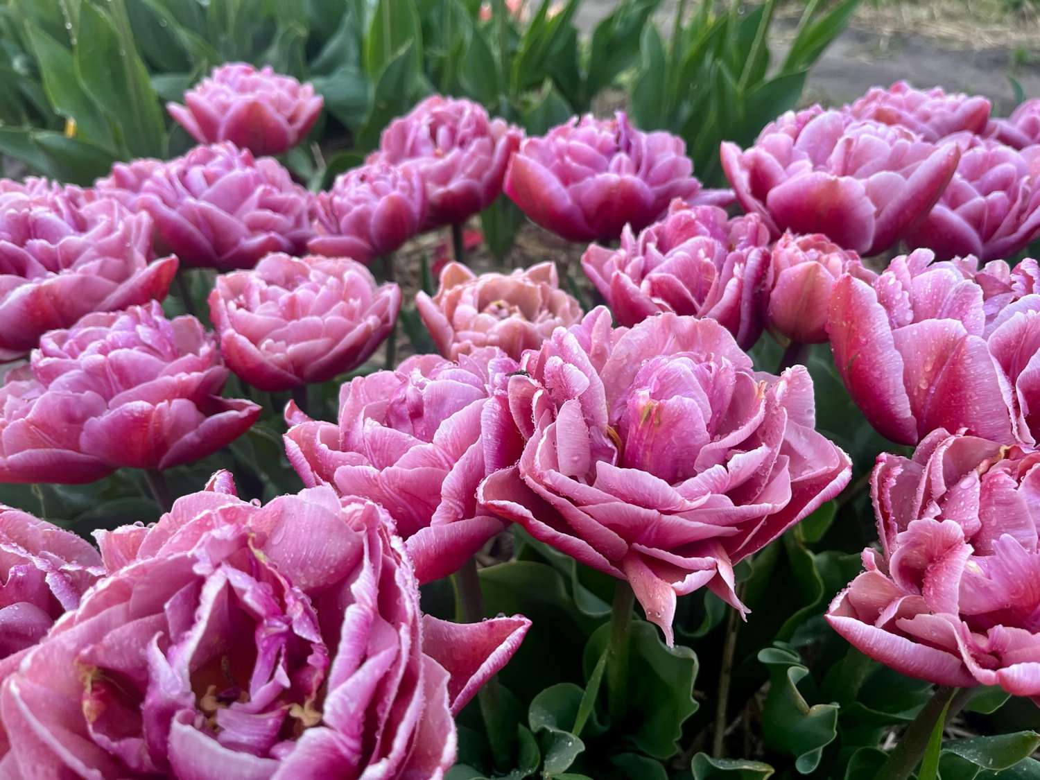 Tulpe 'Beachberry' - Tulipaner